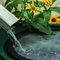 Water coming out of gutter into a rain barrel